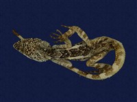 藏品(斯文豪氏攀蜥)的圖片